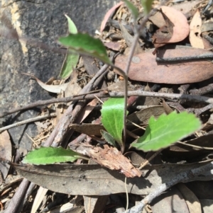 Goodenia hederacea at Acton, ACT - 29 Nov 2015 03:10 PM