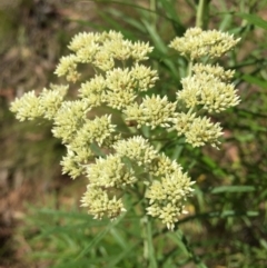 Cassinia longifolia (Shiny Cassinia, Cauliflower Bush) at Black Mountain - 29 Nov 2015 by AaronClausen