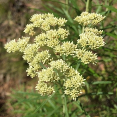 Cassinia longifolia (Shiny Cassinia, Cauliflower Bush) at Black Mountain - 29 Nov 2015 by AaronClausen