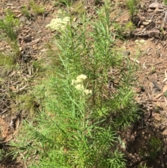 Cassinia longifolia at Acton, ACT - 29 Nov 2015