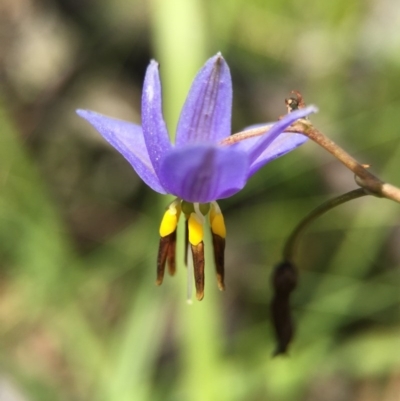 Dianella revoluta var. revoluta (Black-Anther Flax Lily) at Black Mountain - 29 Nov 2015 by AaronClausen