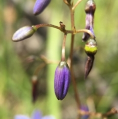 Dianella revoluta var. revoluta at Acton, ACT - 29 Nov 2015