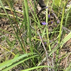 Dianella revoluta var. revoluta at Acton, ACT - 29 Nov 2015