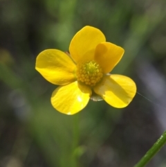 Ranunculus lappaceus (Australian Buttercup) at Acton, ACT - 29 Nov 2015 by AaronClausen