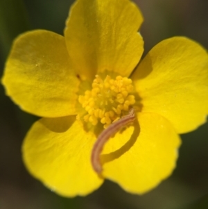 Ranunculus lappaceus at Acton, ACT - 29 Nov 2015