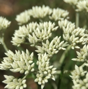 Cassinia longifolia at Acton, ACT - 29 Nov 2015