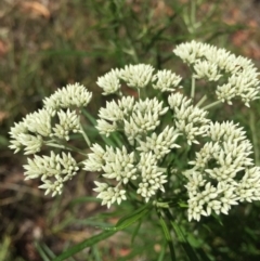 Cassinia longifolia at Acton, ACT - 29 Nov 2015