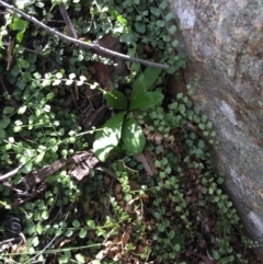 Asplenium flabellifolium (Necklace Fern) at Acton, ACT - 29 Nov 2015 by AaronClausen