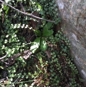 Asplenium flabellifolium at Acton, ACT - 29 Nov 2015 03:23 PM