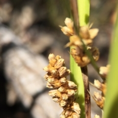 Lomandra filiformis (Wattle Mat-rush) at Point 5363 - 29 Nov 2015 by AaronClausen