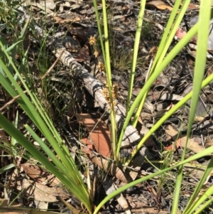 Lomandra filiformis at Acton, ACT - 29 Nov 2015 03:27 PM