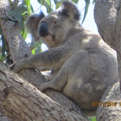 Phascolarctos cinereus (Koala) at Pottsville, NSW - 6 Nov 2015 by Dave