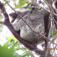 Phascolarctos cinereus (Koala) at Pottsville, NSW - 9 Nov 2015 by Dave