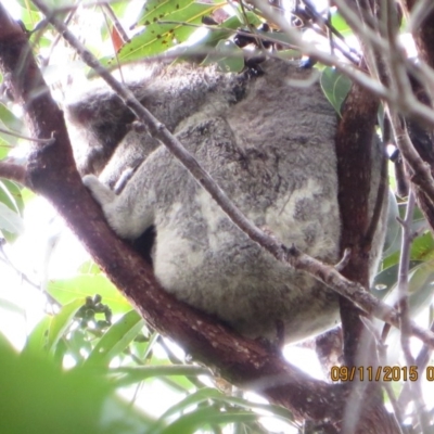 Phascolarctos cinereus (Koala) at Pottsville, NSW - 9 Nov 2015 by Dave