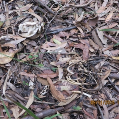 Phascolarctos cinereus (Koala) at Pottsville, NSW - 8 Nov 2015 by Dave