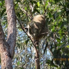 Phascolarctos cinereus (Koala) at Pottsville, NSW - 13 Nov 2015 by Dave