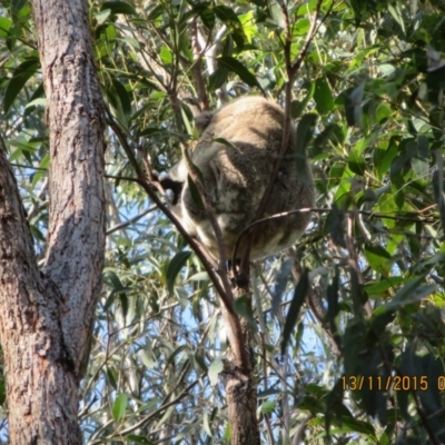 Phascolarctos cinereus (Koala) at Pottsville, NSW - 12 Nov 2015 by Dave
