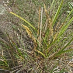 Lomandra longifolia (Spiny-headed Mat-rush, Honey Reed) at Farrer, ACT - 1 Nov 2015 by galah681