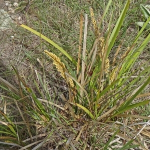 Lomandra longifolia at Farrer, ACT - 1 Nov 2015