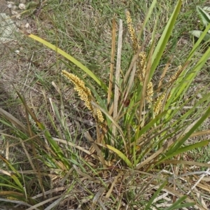 Lomandra longifolia at Farrer, ACT - 1 Nov 2015 09:45 AM