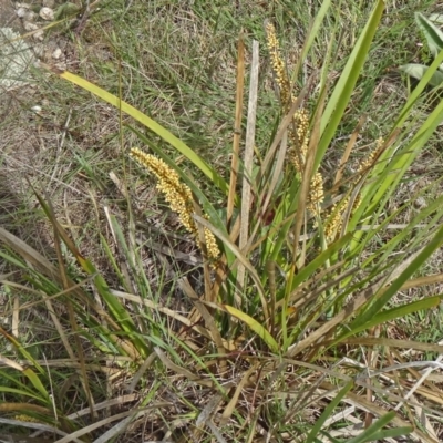 Lomandra longifolia (Spiny-headed Mat-rush, Honey Reed) at Farrer, ACT - 1 Nov 2015 by galah681