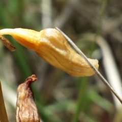 Gastrodia sesamoides (Cinnamon Bells) at Paddys River, ACT - 29 Nov 2015 by MattM