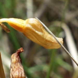 Gastrodia sesamoides at Paddys River, ACT - suppressed