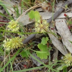 Hydrocotyle laxiflora (Stinking Pennywort) at Farrer, ACT - 1 Nov 2015 by galah681