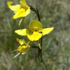 Diuris monticola (Highland Golden Moths) at Namadgi National Park - 29 Nov 2015 by MattM