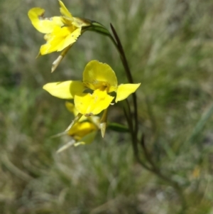 Diuris monticola at Paddys River, ACT - 29 Nov 2015