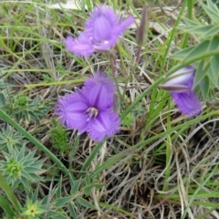 Thysanotus tuberosus subsp. tuberosus (Common Fringe-lily) at Farrer, ACT - 1 Nov 2015 by galah681