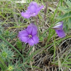 Thysanotus tuberosus subsp. tuberosus (Common Fringe-lily) at Farrer, ACT - 31 Oct 2015 by galah681