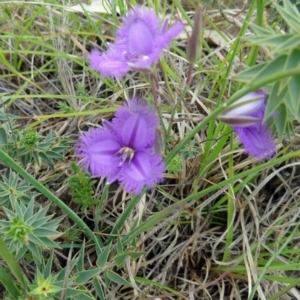 Thysanotus tuberosus subsp. tuberosus at Farrer, ACT - 1 Nov 2015 10:13 AM