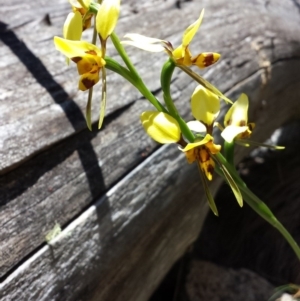 Diuris sulphurea at Tennent, ACT - suppressed