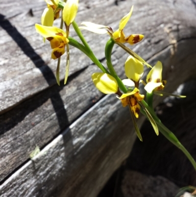 Diuris sulphurea (Tiger Orchid) at Tennent, ACT - 29 Nov 2015 by MattM