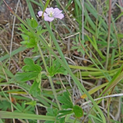 Geranium solanderi (Native Geranium) at Farrer, ACT - 1 Nov 2015 by galah681