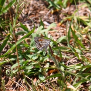 Lucia limbaria at Red Hill, ACT - 29 Nov 2015 12:00 AM