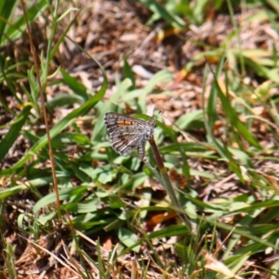 Lucia limbaria (Chequered Copper) at Red Hill, ACT - 28 Nov 2015 by Ratcliffe