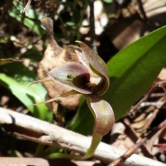 Chiloglottis valida (Large Bird Orchid) at Namadgi National Park - 28 Nov 2015 by MattM