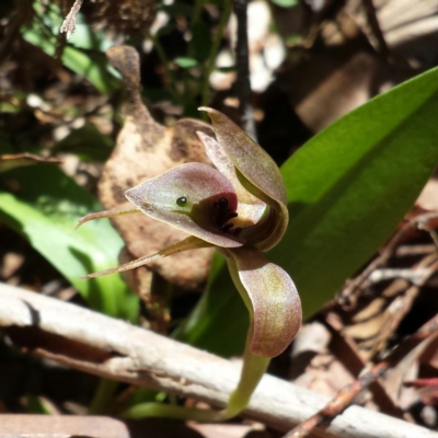 Chiloglottis valida (Large Bird Orchid) at Cotter River, ACT - 28 Nov 2015 by MattM