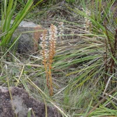 Orobanche minor (Broomrape) at Farrer, ACT - 31 Oct 2015 by galah681