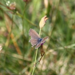 Zizina otis (Common Grass-Blue) at Red Hill Nature Reserve - 28 Nov 2015 by MichaelMulvaney