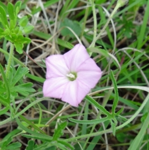 Convolvulus angustissimus subsp. angustissimus at Farrer, ACT - 1 Nov 2015 10:20 AM