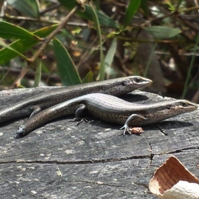 Pseudemoia entrecasteauxii (Woodland Tussock-skink) at Namadgi National Park - 29 Nov 2015 by MattM