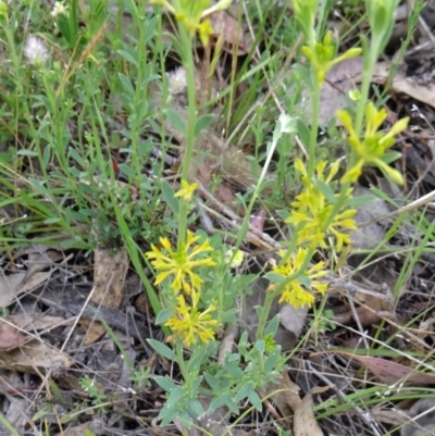 Pimelea curviflora (Curved Rice-flower) at Farrer Ridge - 31 Oct 2015 by galah681