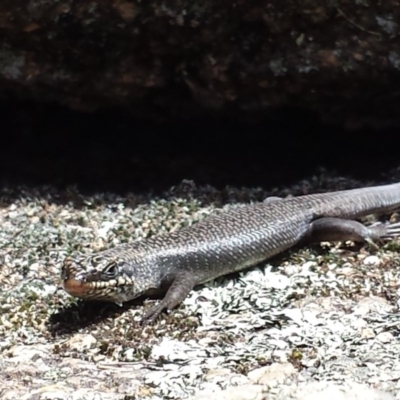 Egernia saxatilis (Black Rock Skink) at Cotter River, ACT - 29 Nov 2015 by MattM