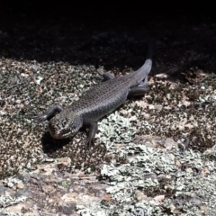 Egernia saxatilis at Cotter River, ACT - 29 Nov 2015 01:37 PM