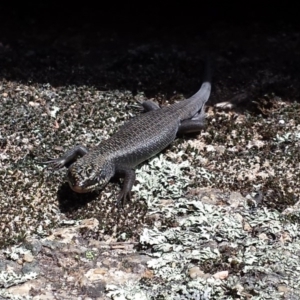 Egernia saxatilis at Cotter River, ACT - 29 Nov 2015