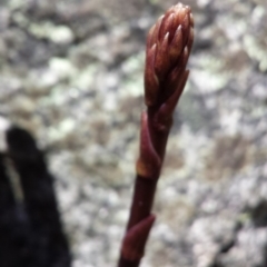 Dipodium sp. (A Hyacinth Orchid) at Namadgi National Park - 29 Nov 2015 by MattM