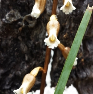 Gastrodia sesamoides at Cotter River, ACT - 29 Nov 2015